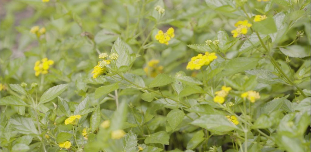 A field of yellow flowers