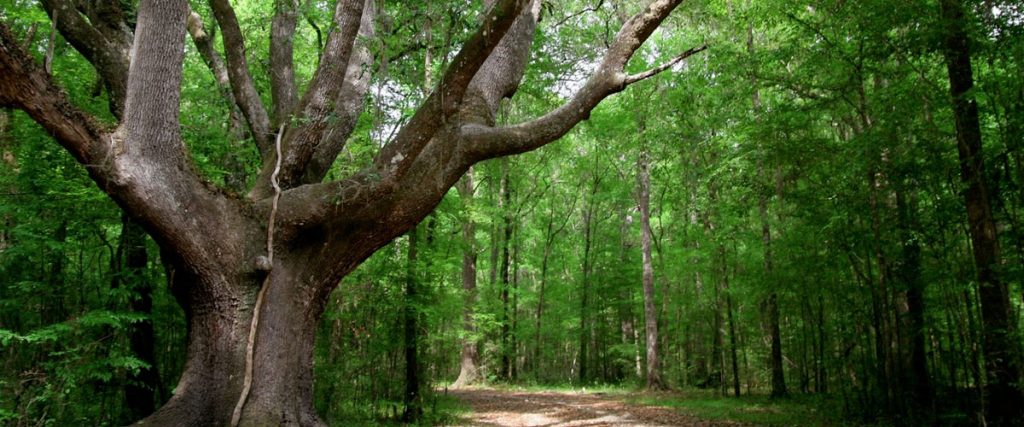 A large live oak and unpaved hiking trail in the woods.