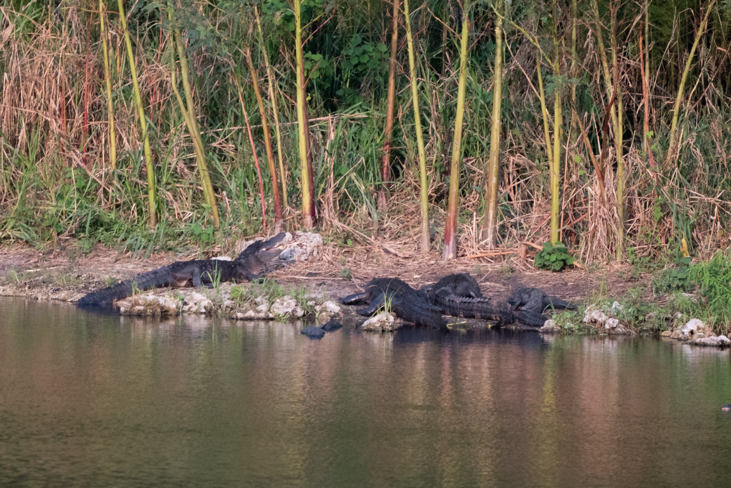 A group of alligators lounging along the water's edge near tall grass and reeds. The scene is set by a calm body of water reflecting the surroundings.