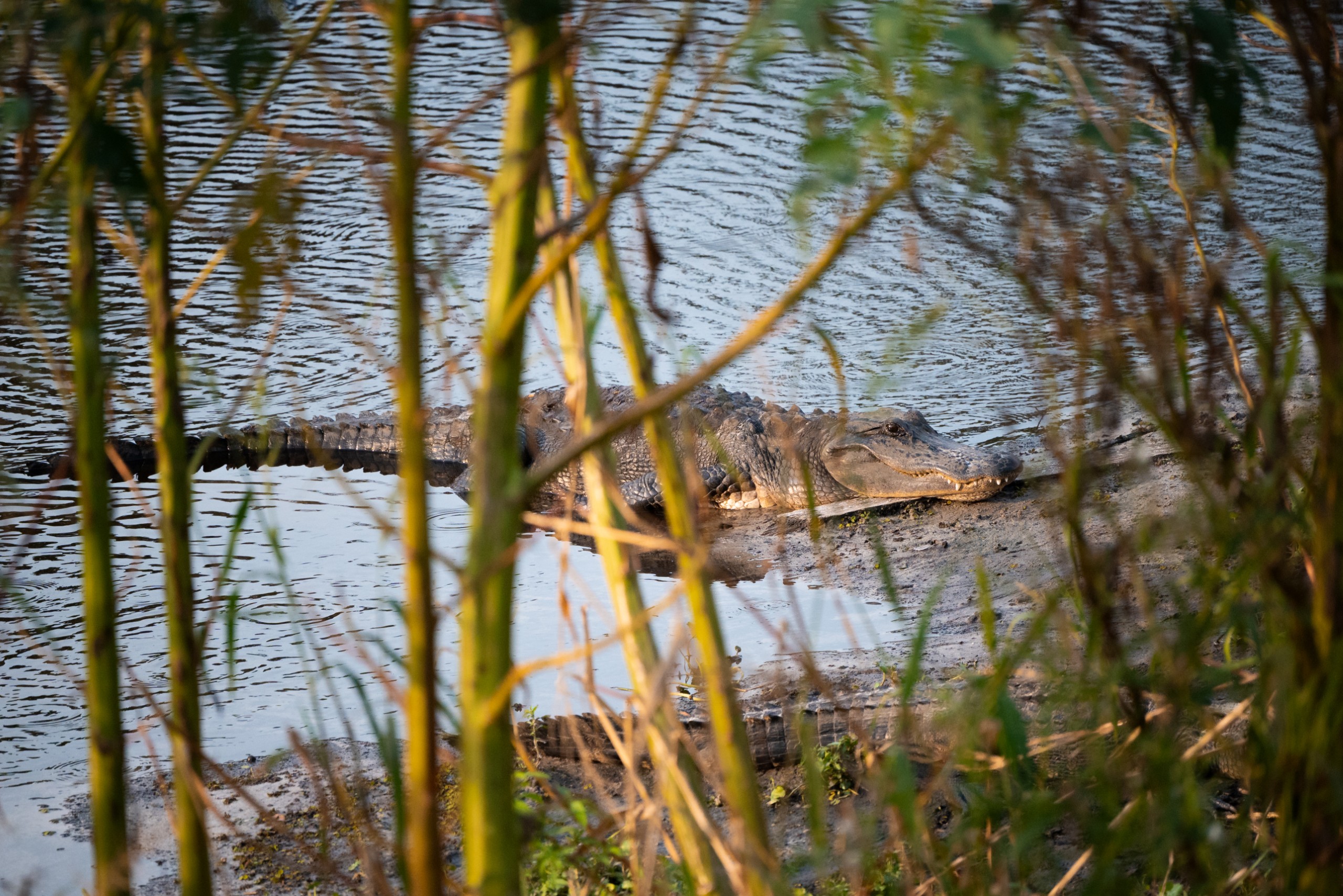 An alligator resting on a riverbank, partially obscured by foliage. Calm water is visible nearby, reflecting the surroundings.