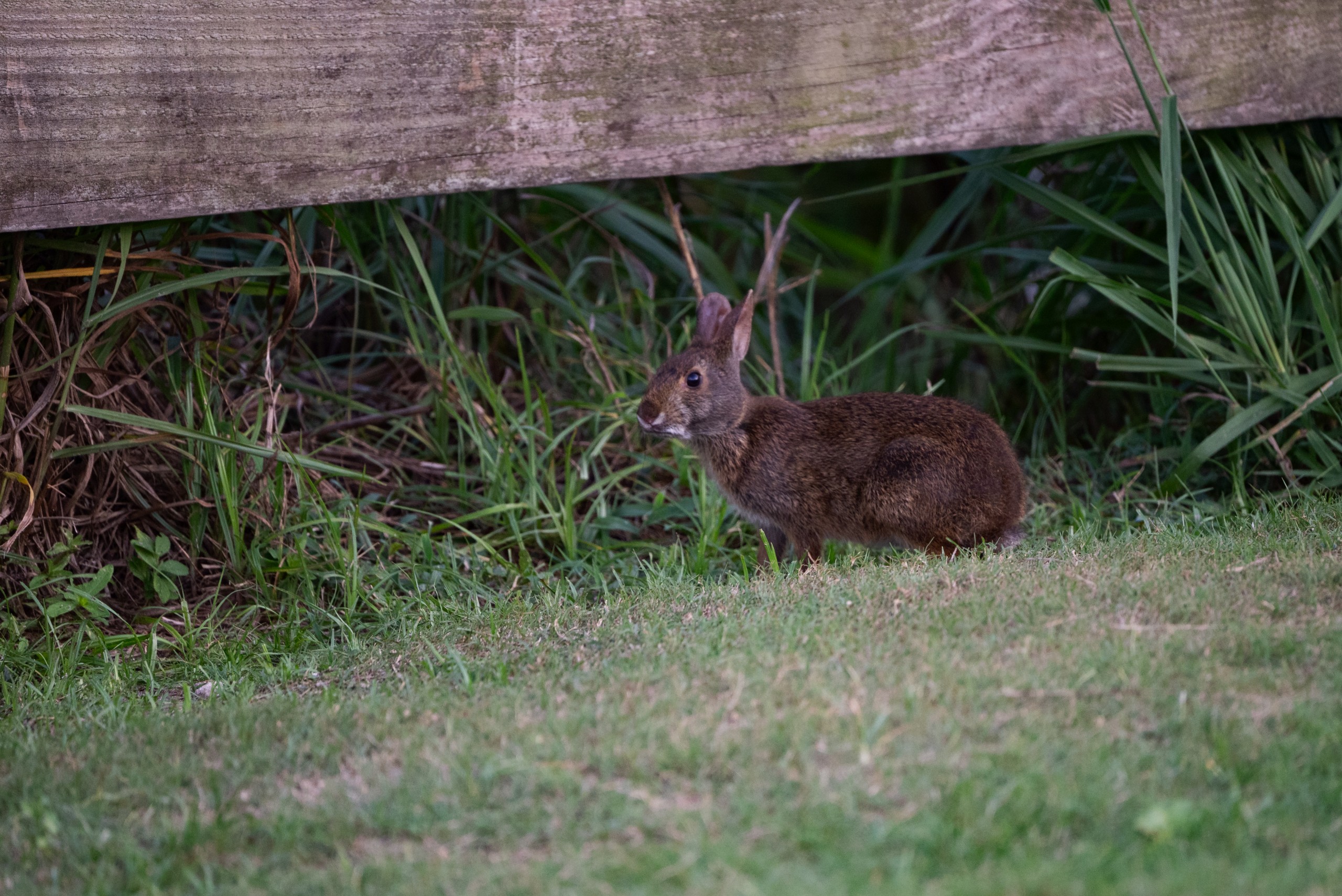A small brown rabbit stands on grass near a wooden fence, surrounded by green vegetation.