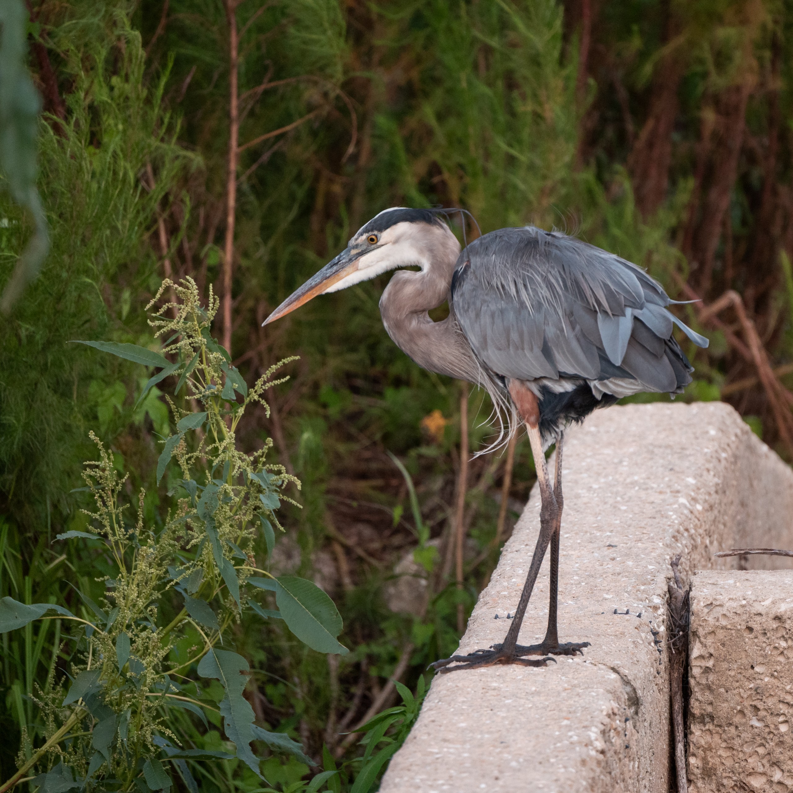 A great blue heron stands on the edge of a concrete surface, facing towards green vegetation in the background.