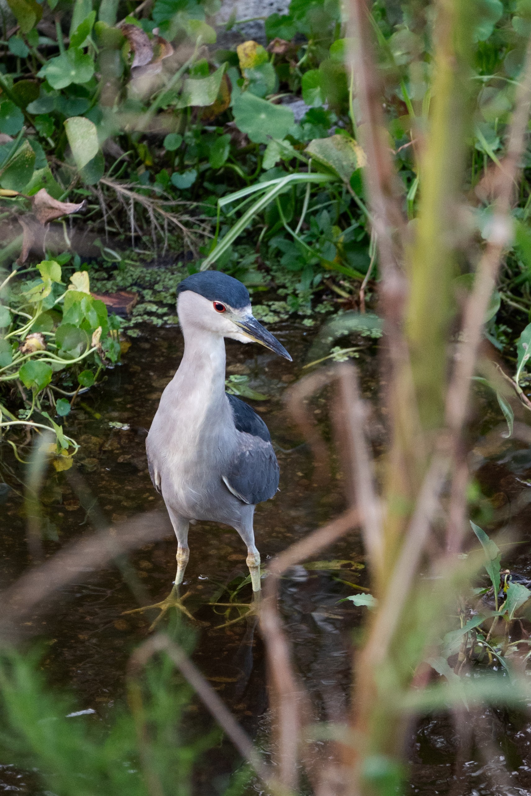 A bird stands in shallow water surrounded by greenery.