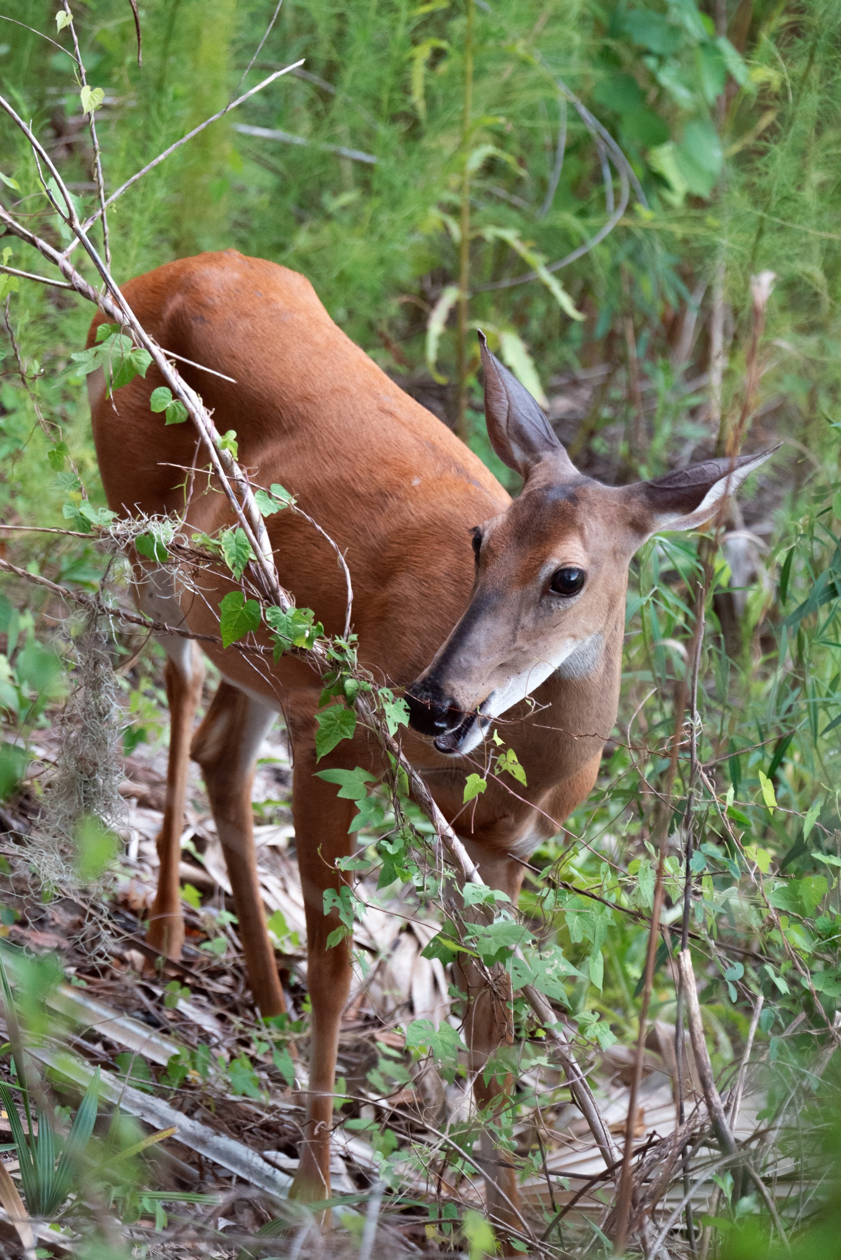 A deer stands among greenery, nibbling on leaves. The background features a mix of plants and trees.