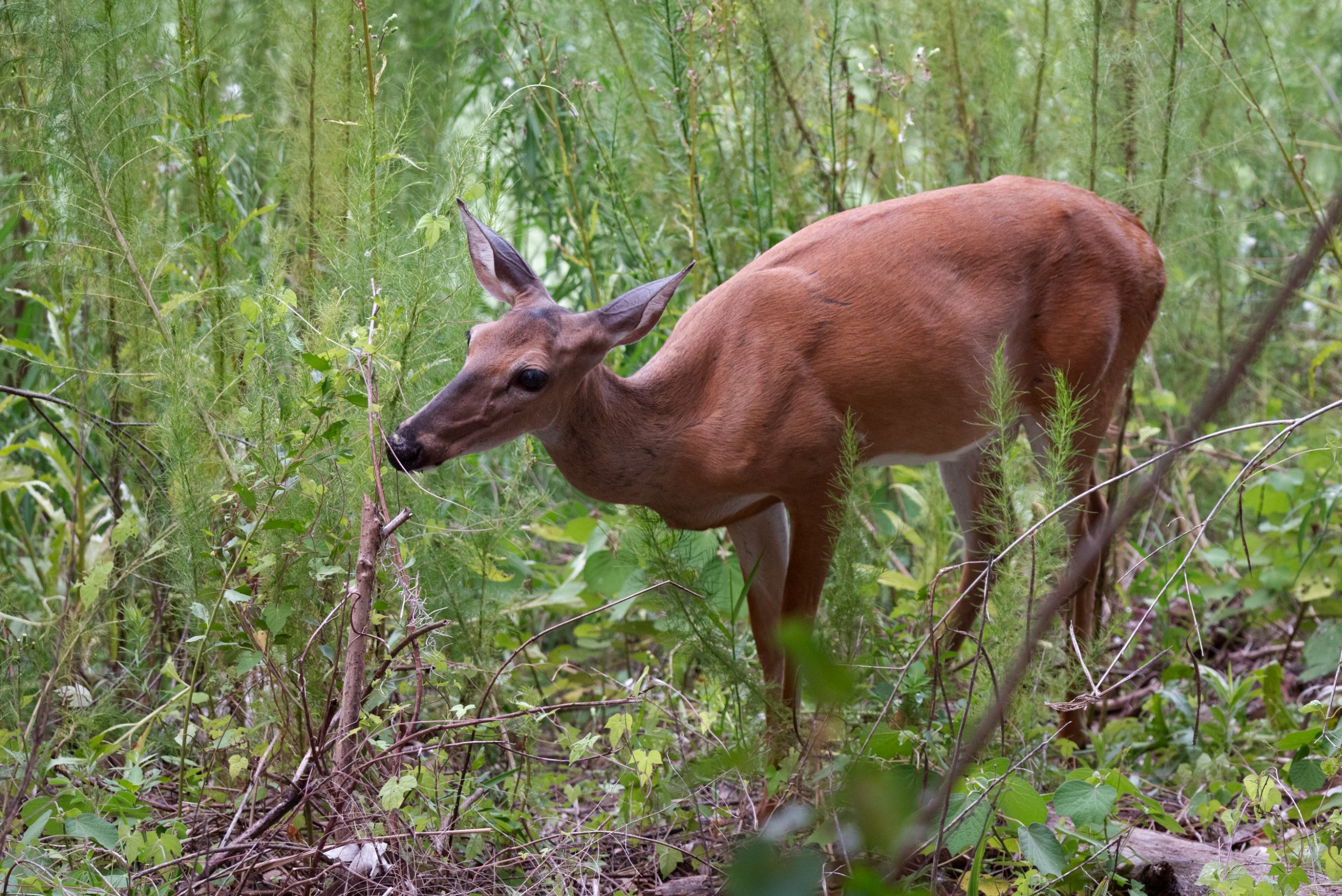 A deer browsing among tall green plants in a natural setting.