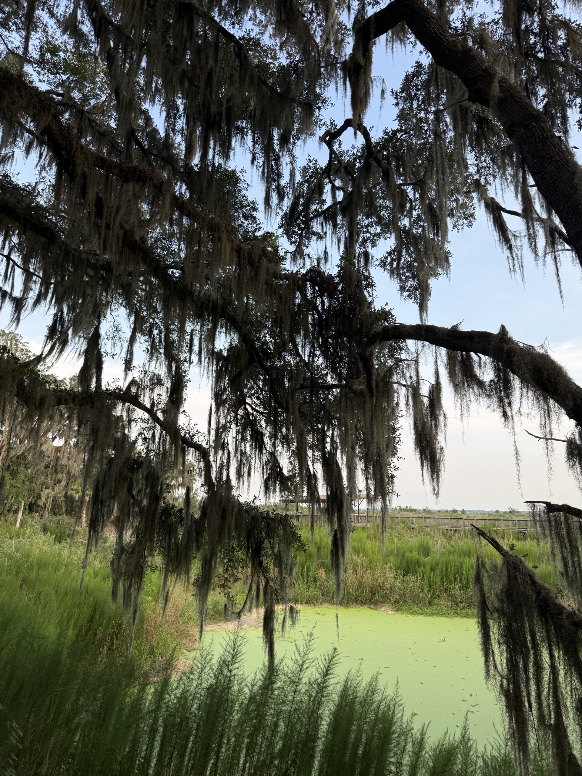 A view of a lush landscape featuring a pond covered in green algae, framed by trees draped with Spanish moss. The scene includes tall grasses and a distant walkway.